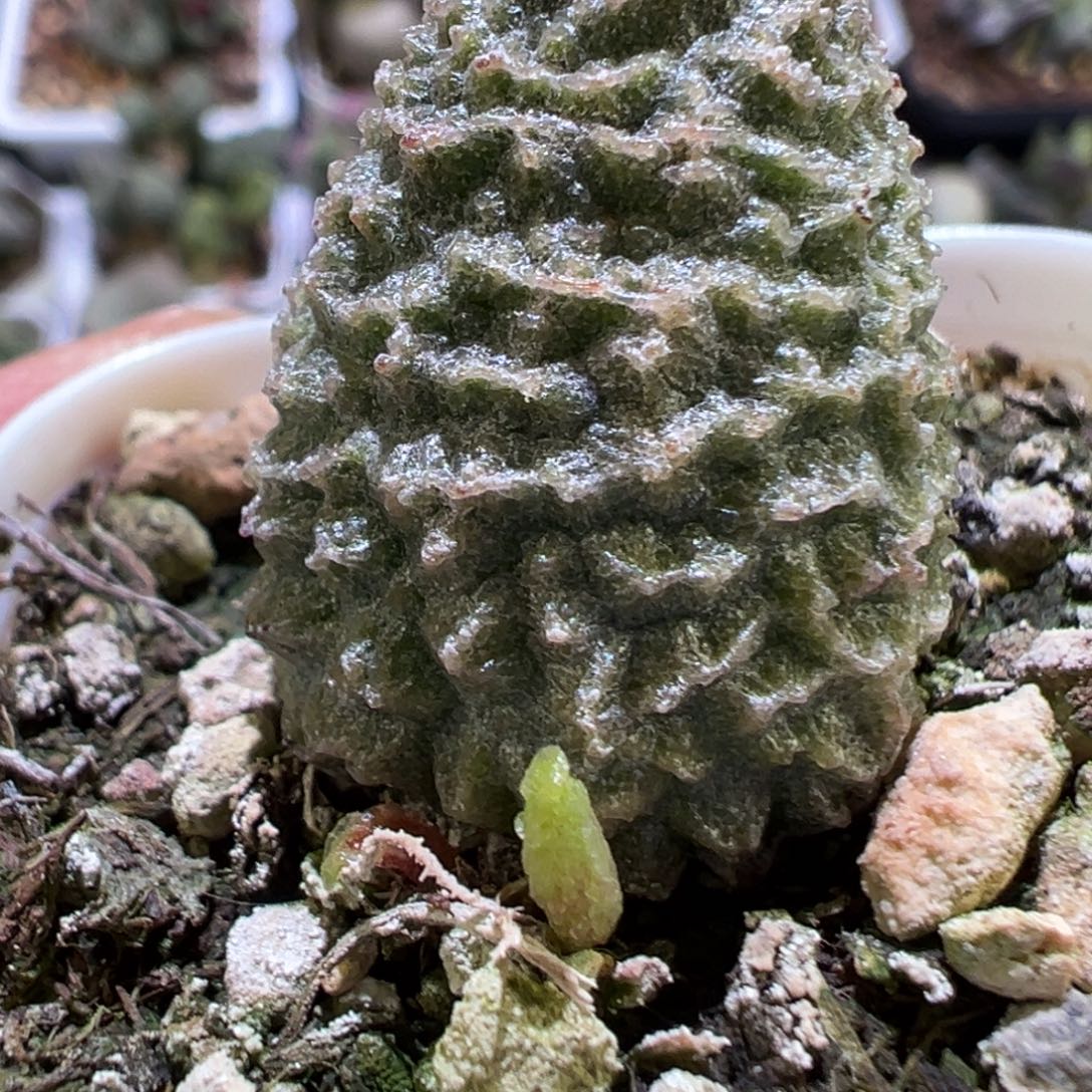 新品多肉植物水泡