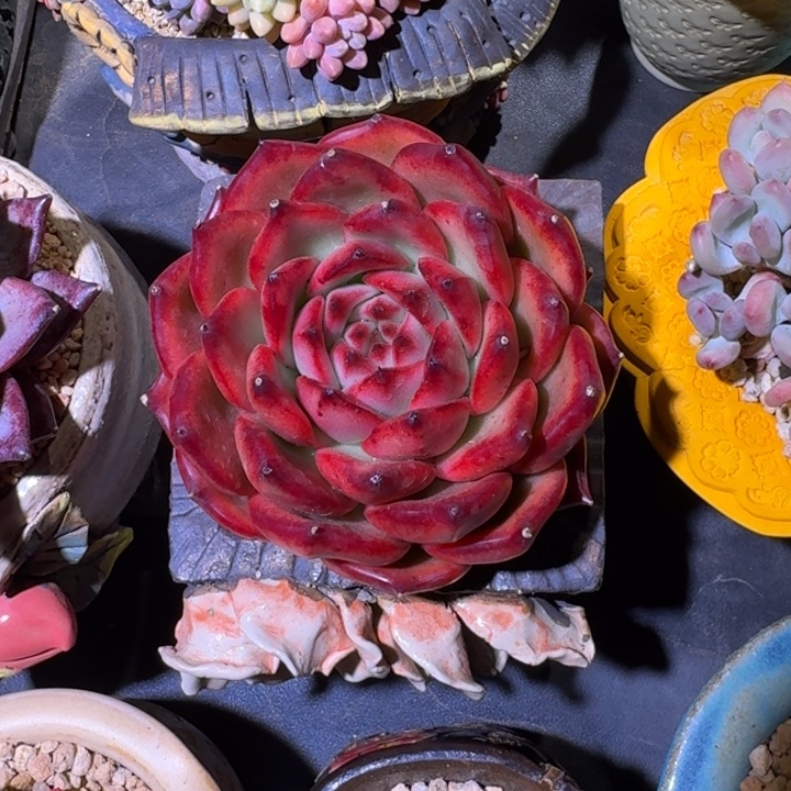 东云宝石 一物一拍