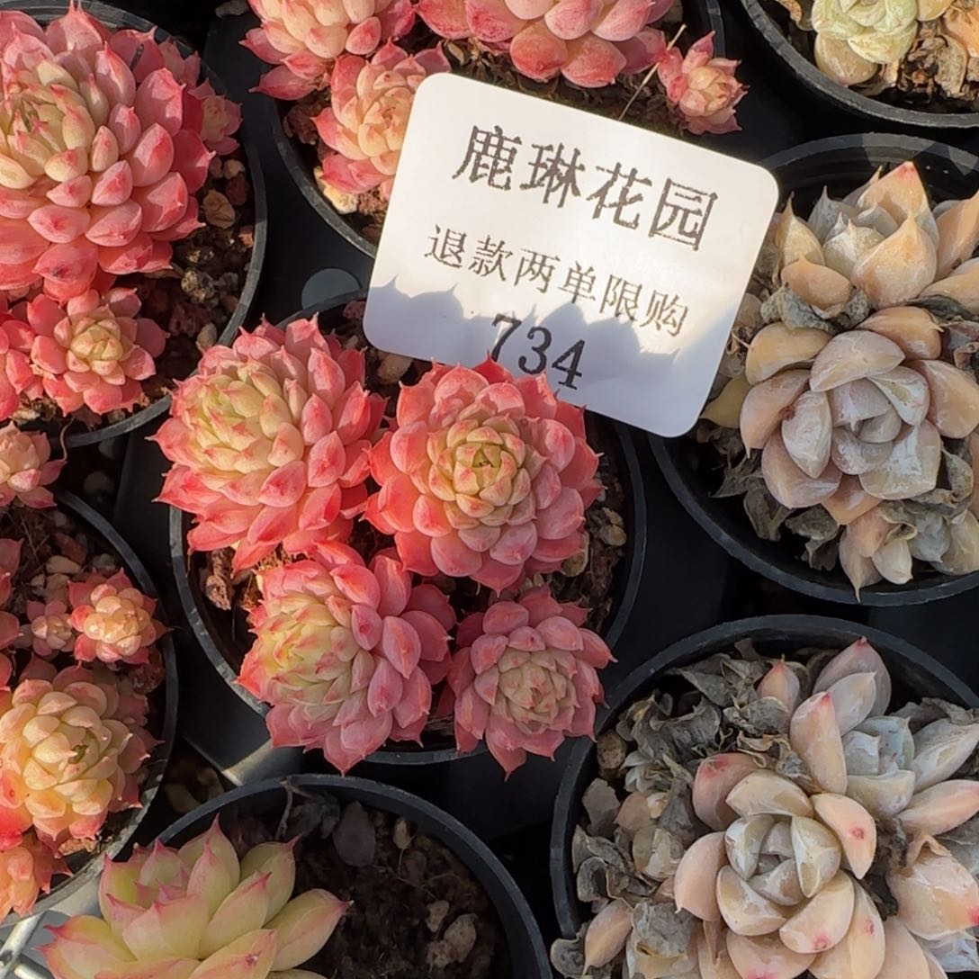 多肉很小看清楚下单拒绝非品质售后734