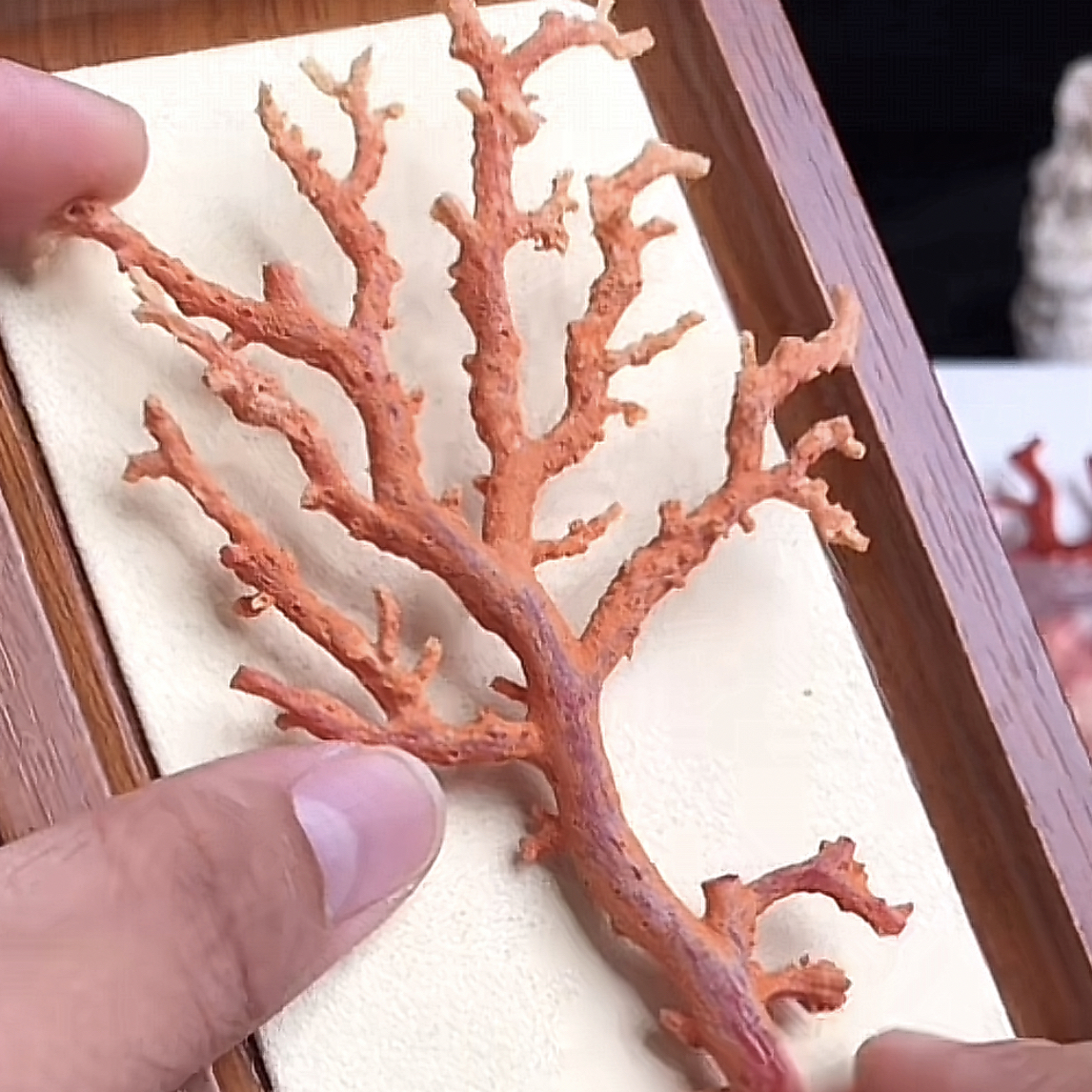 珊瑚aka原枝一个