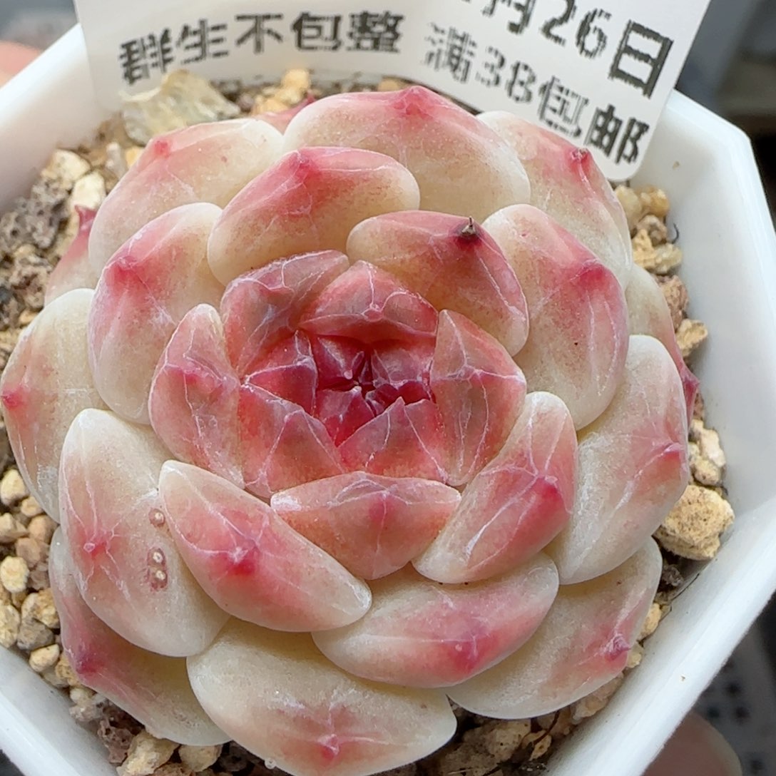 0126-143秘境冰魄