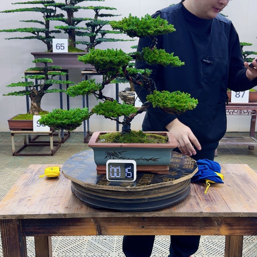 无花朵柏树造型盆景