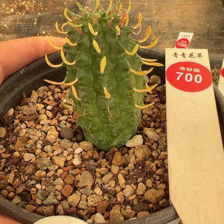 实生群星冠2.9cm一棵仙人球