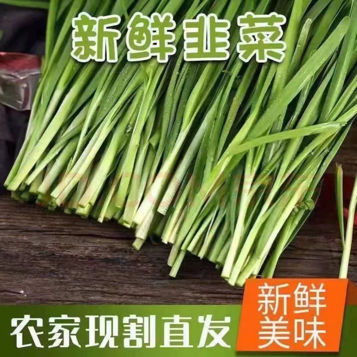 河南露天头茬韭菜3-5斤装