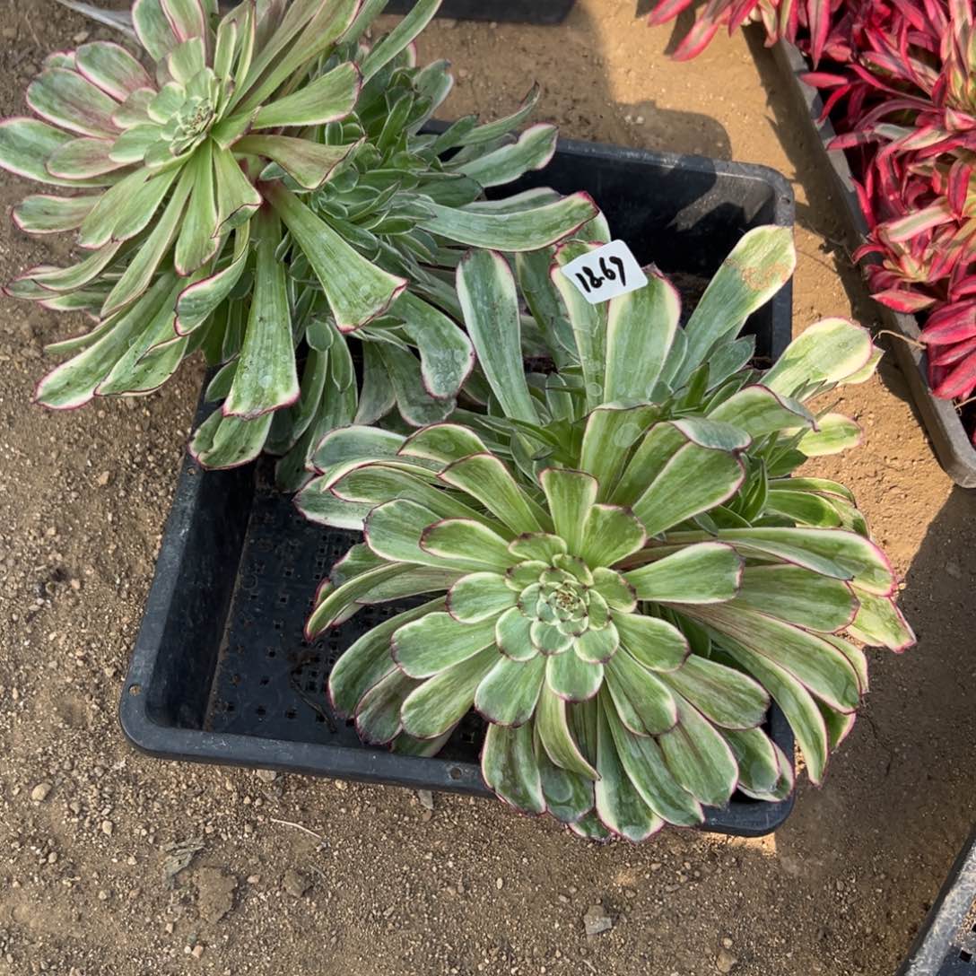 69水彩画多肉植物山东1颗