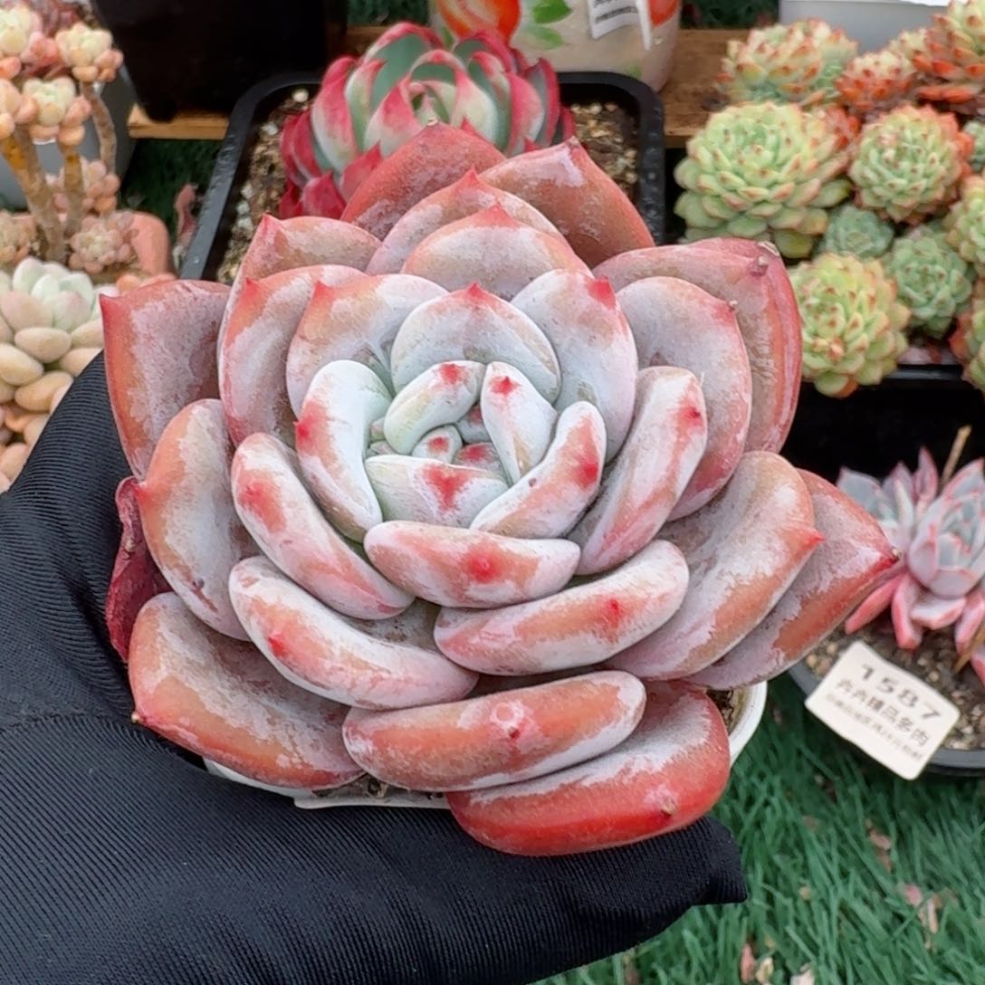 1735一物一拍（满28包邮）