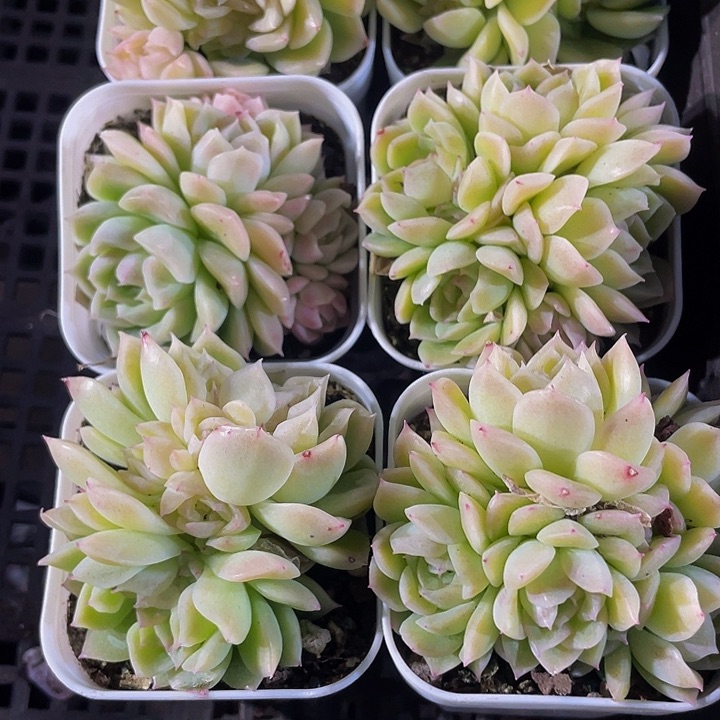 爱杜丽儿2.8带盆土