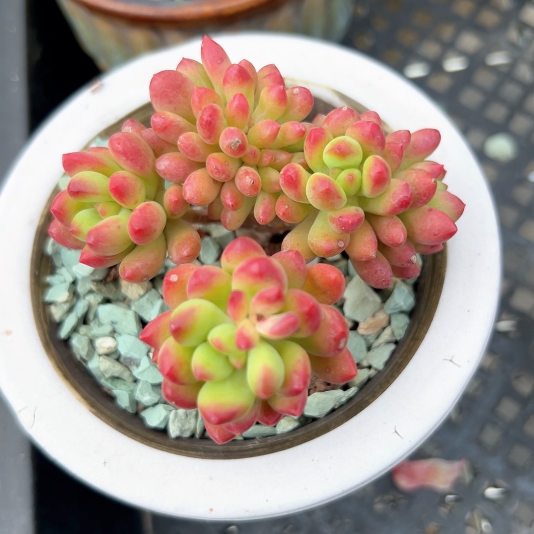 春萌缀（满38包邮）多肉