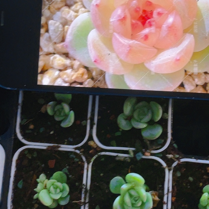 玄子T1 中盆一个满25包邮