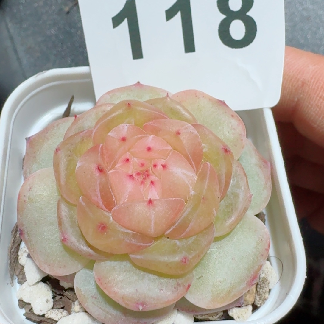 孤品珍妮         精品多肉