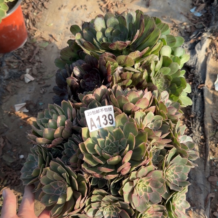 139号……2颗……多肉植物……