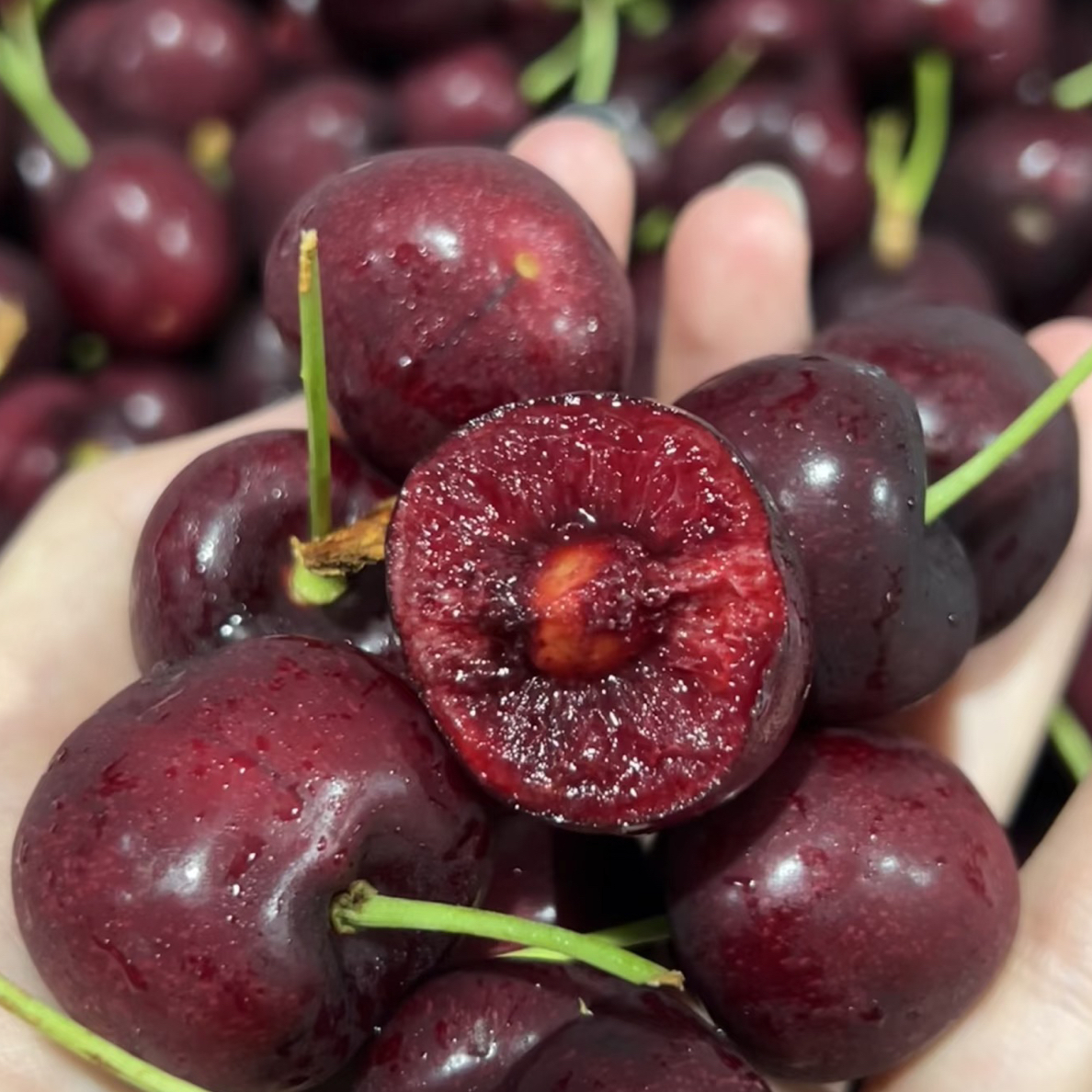 海运智利桑缇那车厘子2JJ  5斤智利