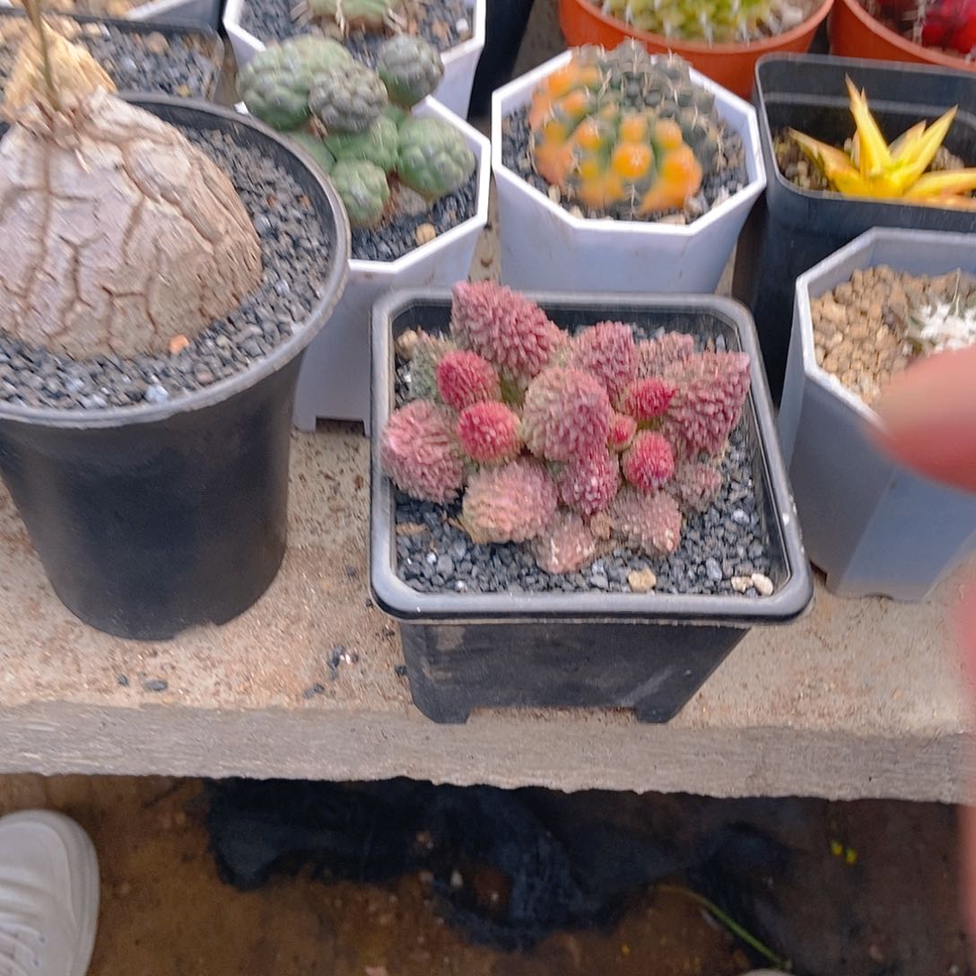 朱紫玉一物一拍，