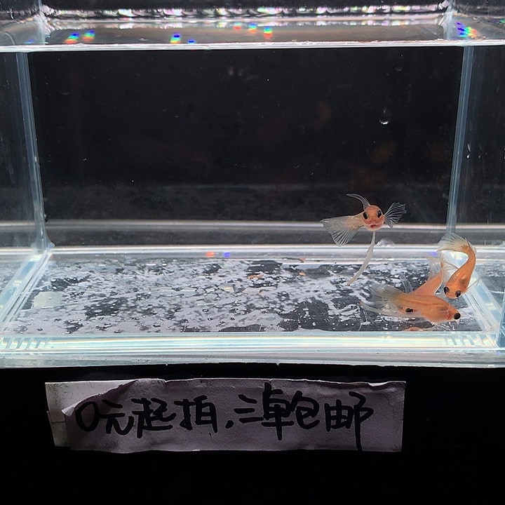 孔雀鱼黄蕾丝玻璃猫长公4条