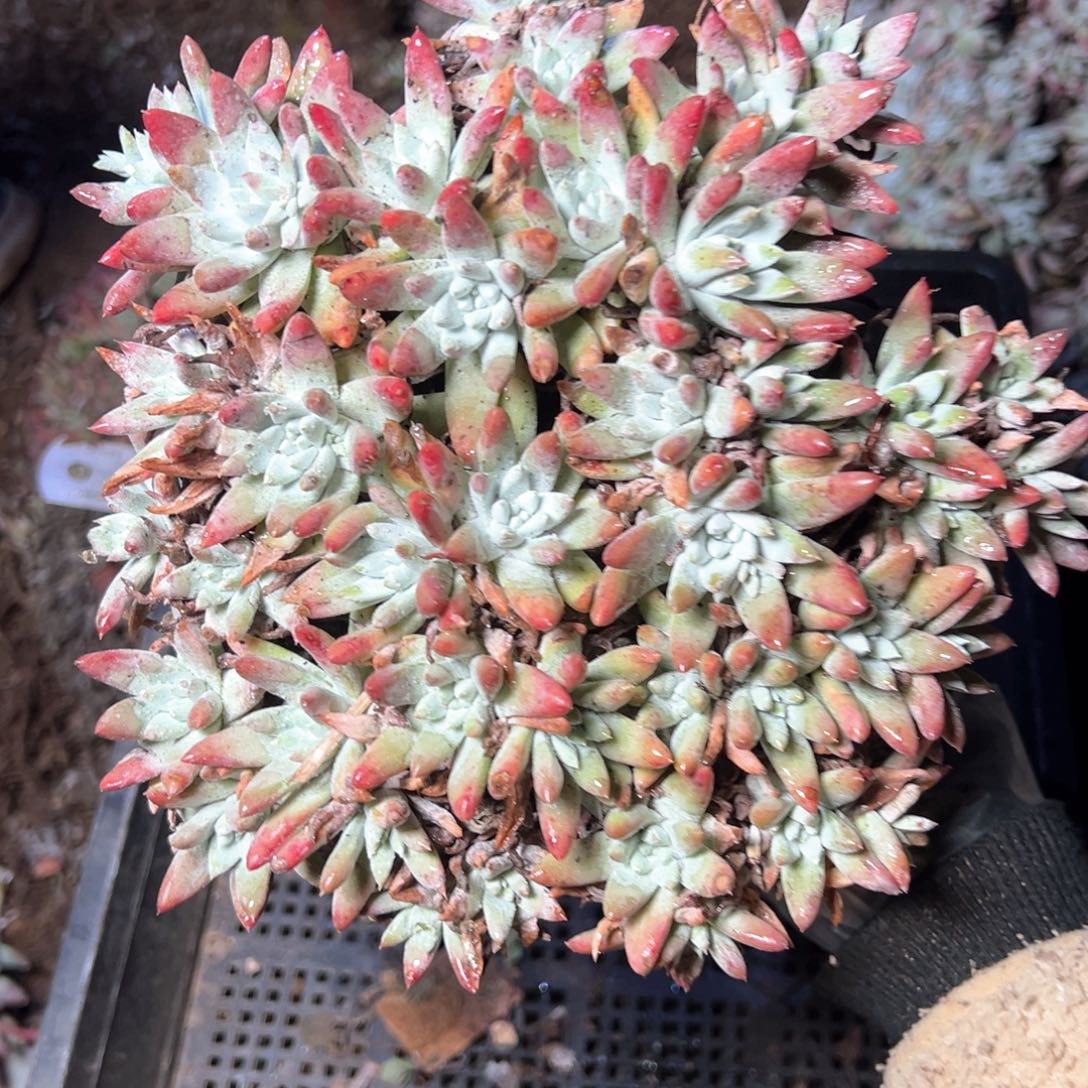 6237哈哈哈哈哈哈哈