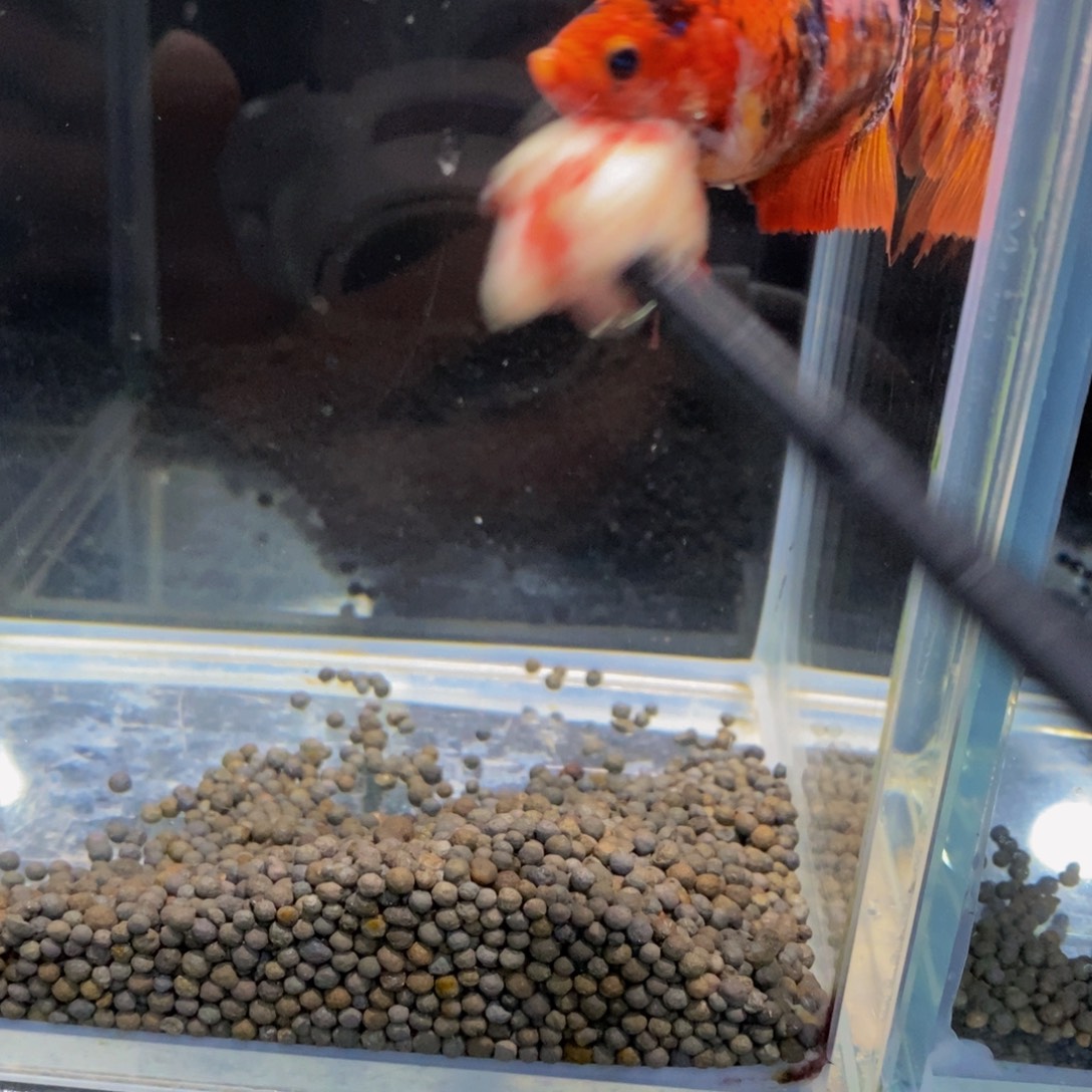 织***.斗鱼443巨斗11111