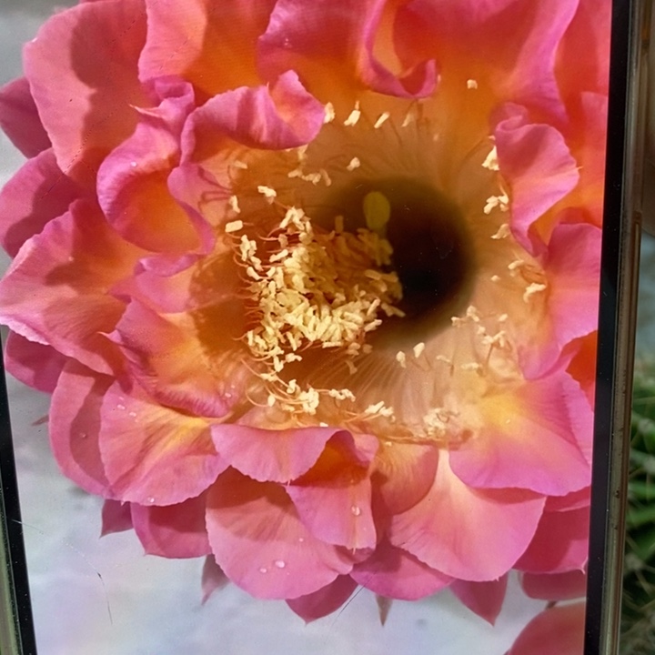 彩草小桃红8公分左右