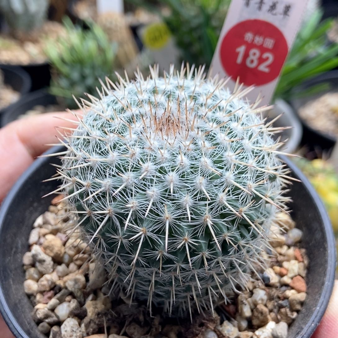 实生长刺敷岛4.8cm