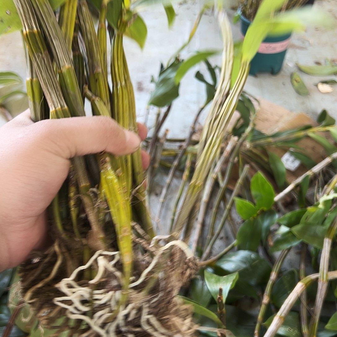 完全开放球花石斛散苗。。