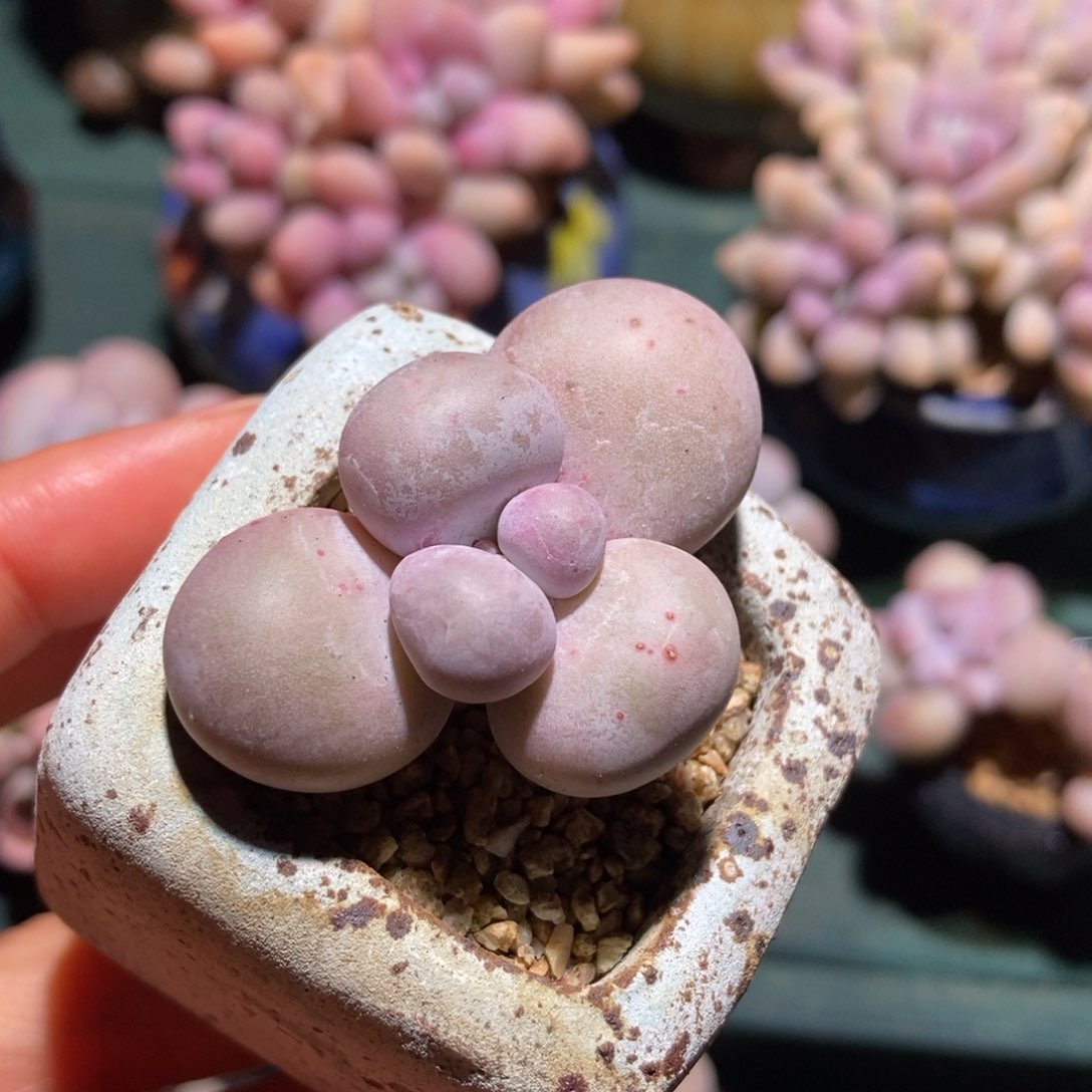 粉芭比奶酪小老桩