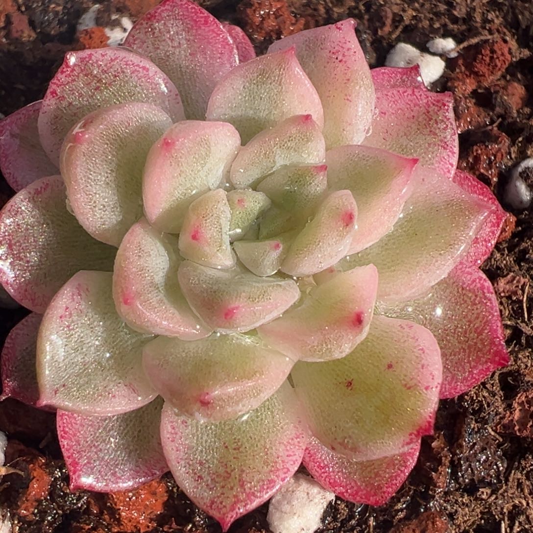 血斑麦秆锦，覆轮锦