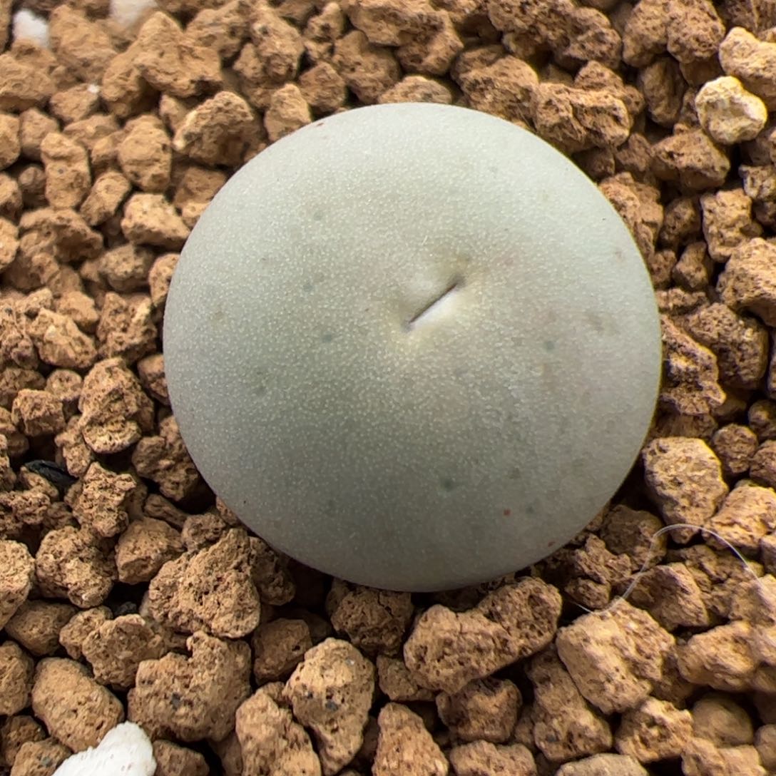 0335号sh433 V嘴 多肉植物