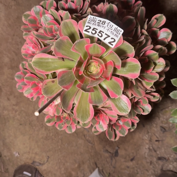 25572女郎多肉植物
