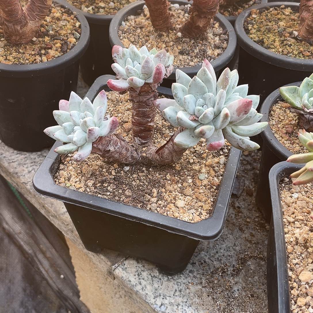 晨溪园艺仙女杯呀