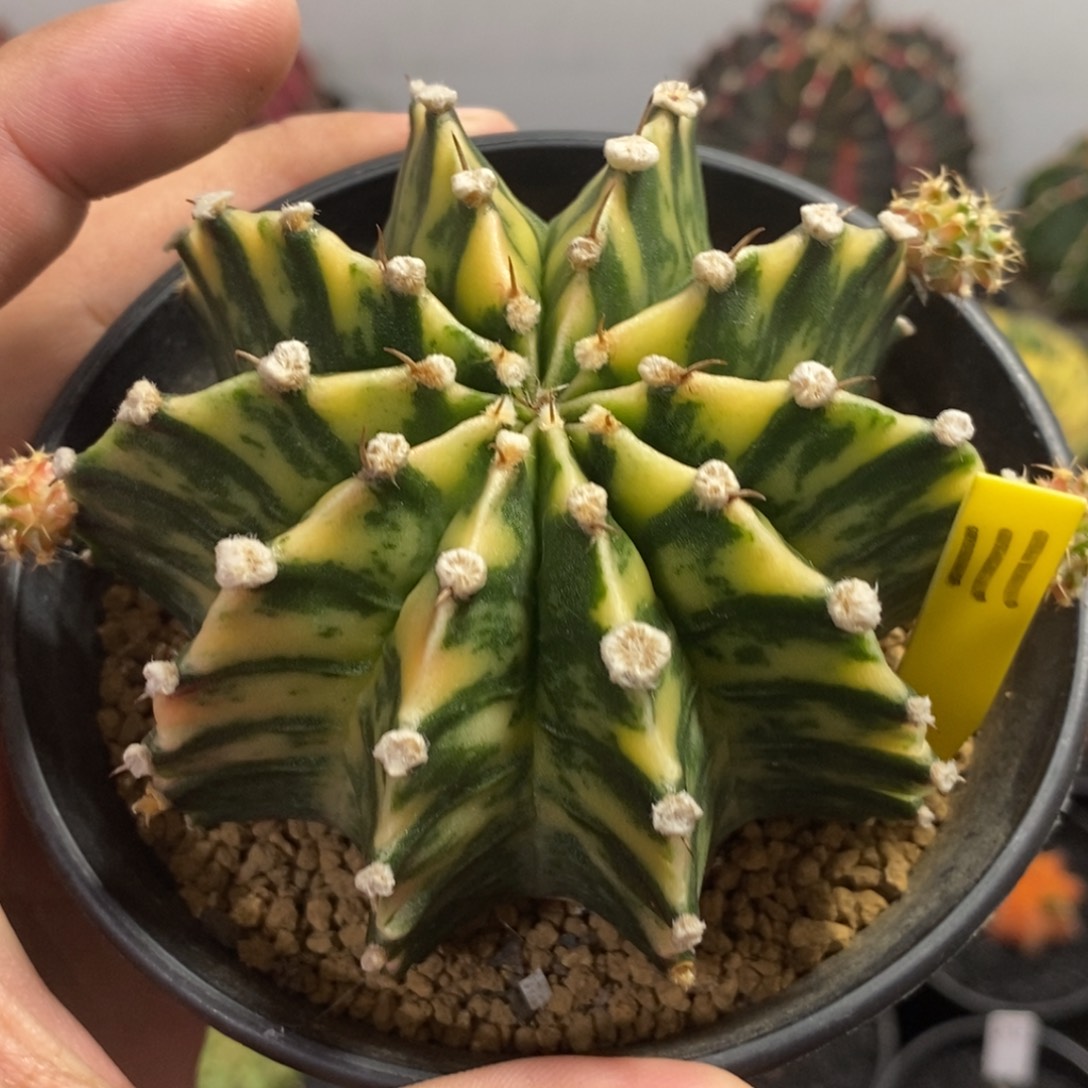 泰系全品肋骨锦—带盆土发货17