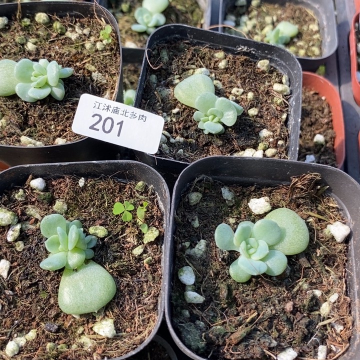 标201胭脂甜心一个量拍