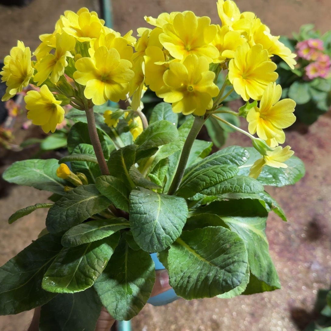 完全开放不111111111