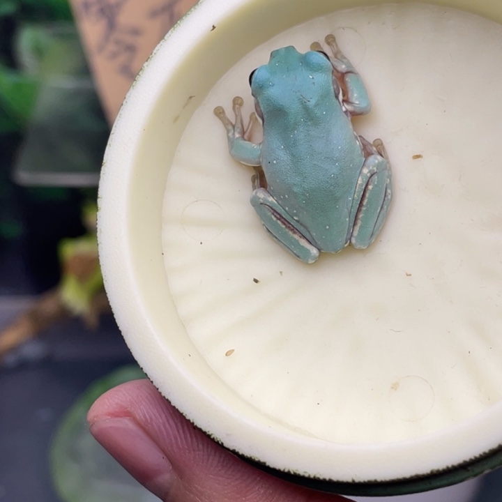 老爷树蛙22号浅色蓝