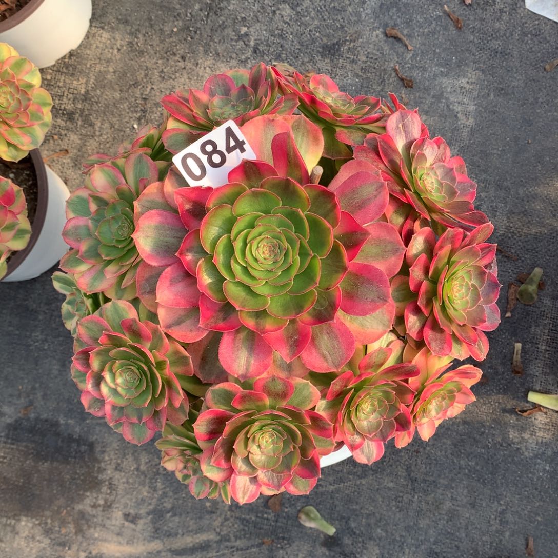 红***莲雨荷084法师多肉植物4500000