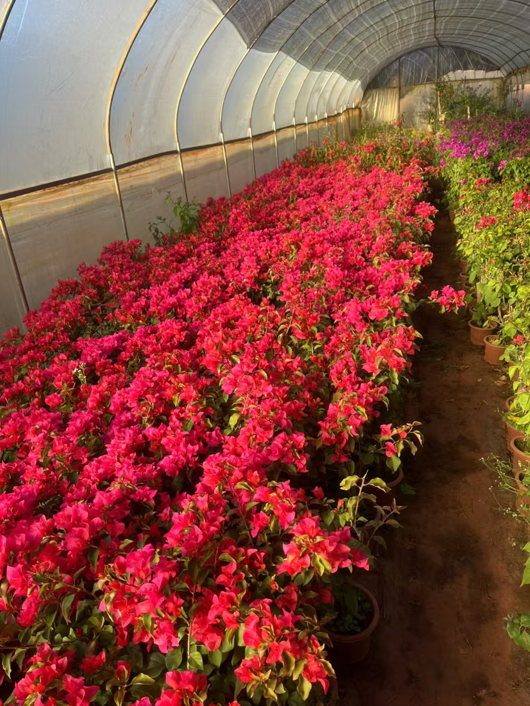 三角梅盆花一物一拍链接