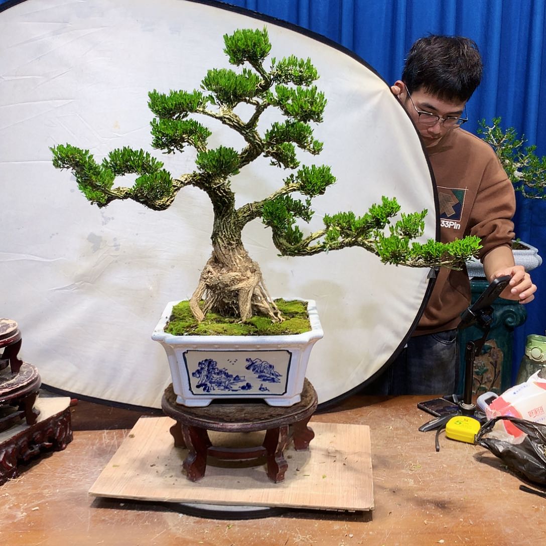 黄杨盆景一物一拍