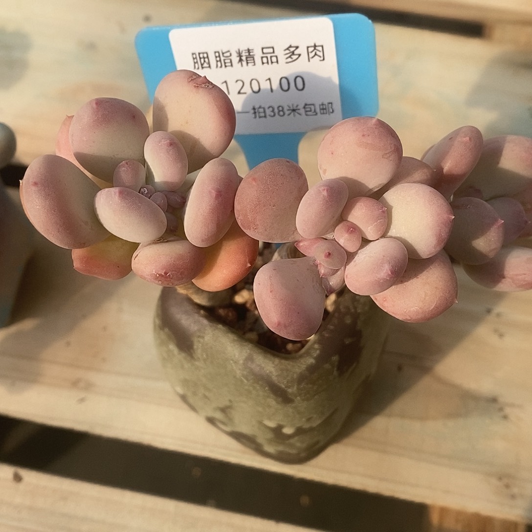 120100lol裙裤我唾沫有图