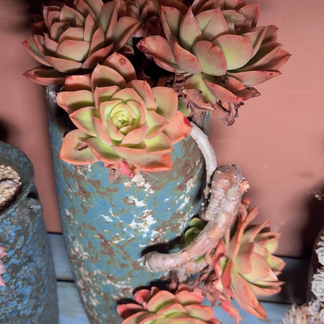 教***兽多肉植物的生长发育和