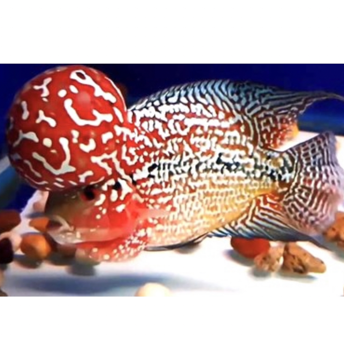 精品鸿运当头罗汉鱼活体热带观赏鱼好养耐活淡水鱼渔场发货