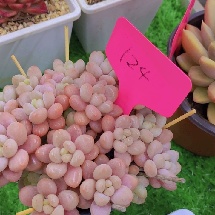 开心多肉植物多肉