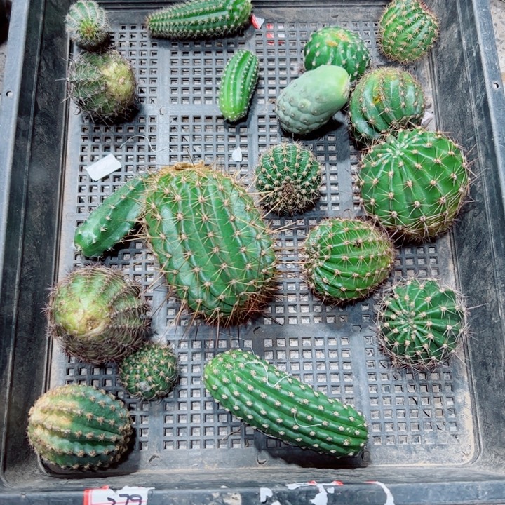 48框拍歪斑小无根侧芽无售后