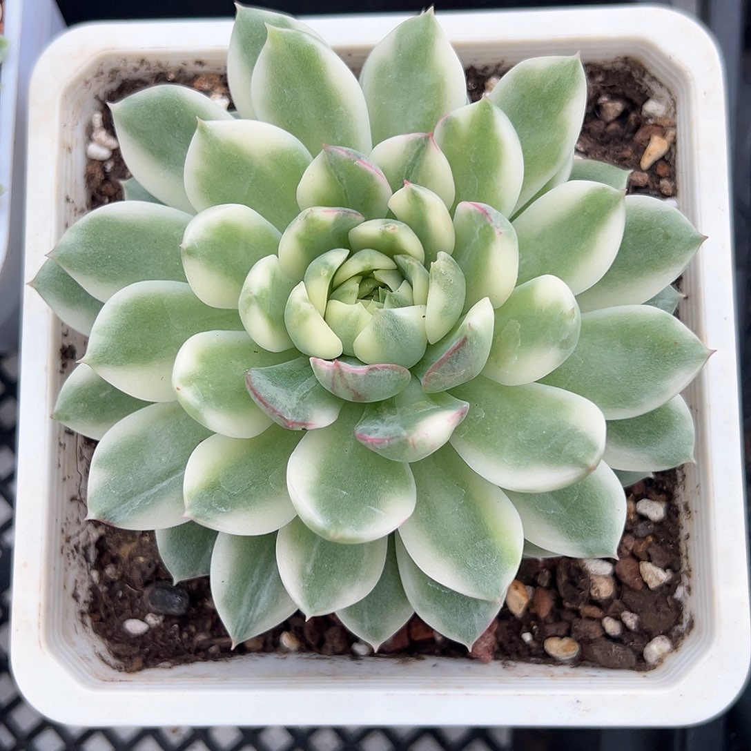 冰岛长茶锦多肉植物