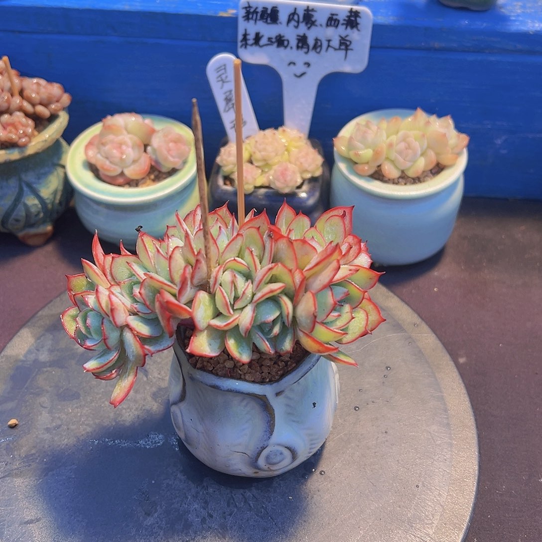 大*子牡丹亭，带盆发货，