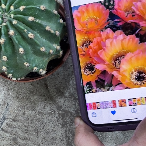 橙黑猴丽花，257899