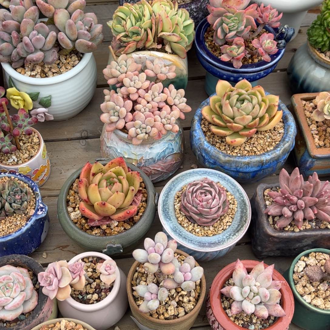 七*o多肉植物1111补差价