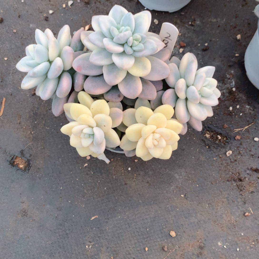 多肉植物多肉植物