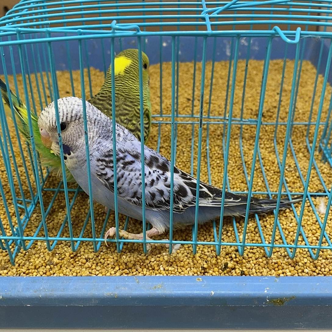 虎皮鹦鹉大头虎皮