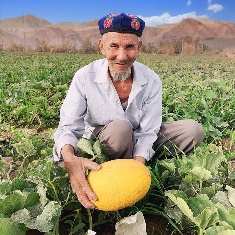 【山海寻鲜季新疆直发】吐鲁番黄金哈蜜瓜金色年华新鲜水果脆甜多汁