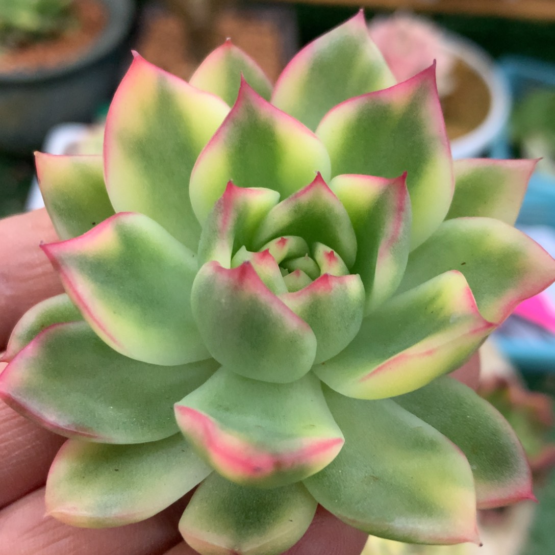 索菲亚j j j j j j