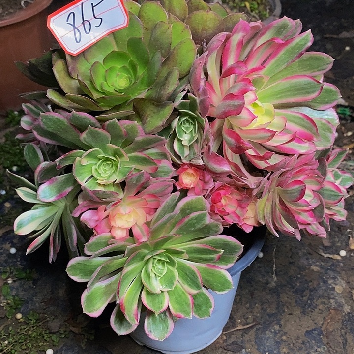 玉芙蓉老桩福利的865号