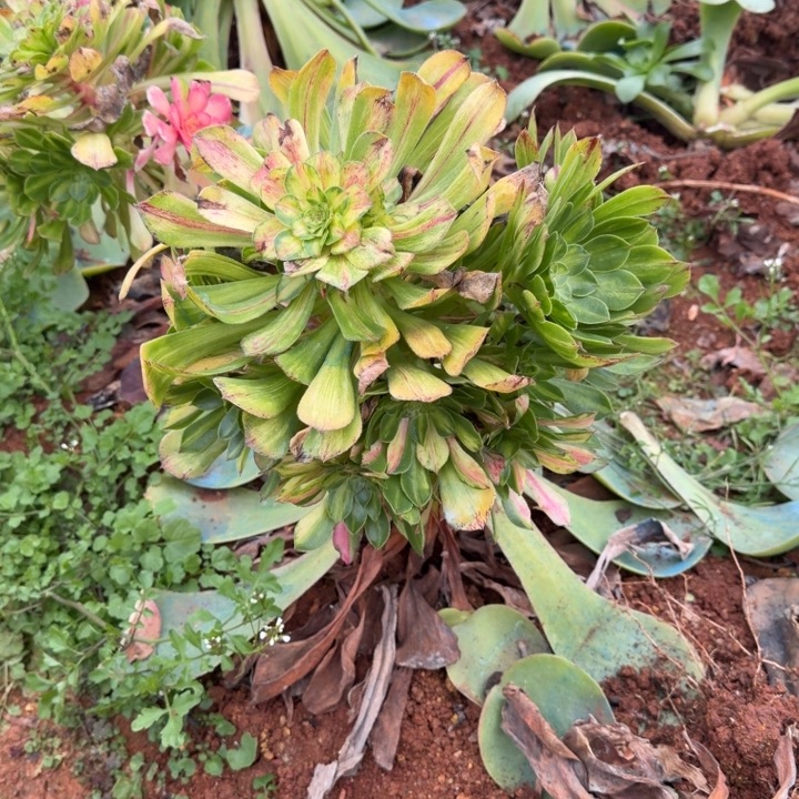 四代知否嫁接捧花